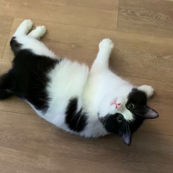 Meet your Posher, BB - Picture 9 of 10